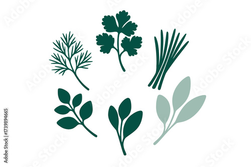 Stylized collection of fresh culinary herbs and aromatic spices for cooking
