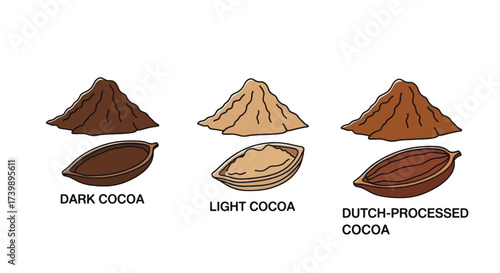 Vector illustration of different cocoa types dark light and Dutchprocessed cocoa powder and beans.