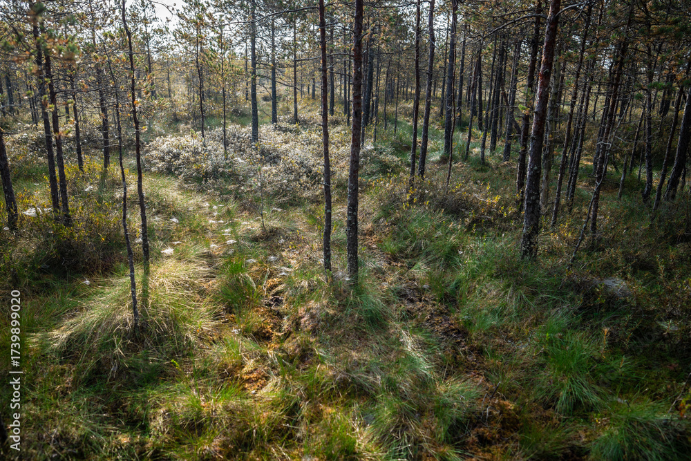 Obraz premium Autumn sunrise on a raised peat bog. Morning in a swampy pine forest with sunlight and cobweb on the grass, above view. Swamp in fall season