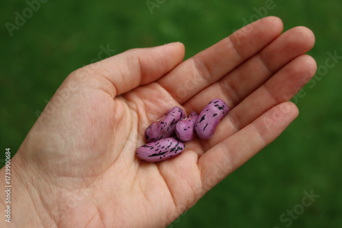 Schilderij op canvas Purple beans of Scarlet Runner bean in farmer’s hands