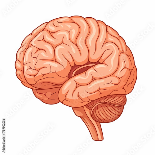 Anatomical Brain Illustration Detailed Cerebral Cortex and Brainstem Anatomy.