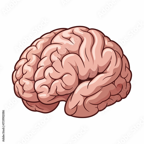 Anatomical Brain Illustration with Detailed Gyri and Sulci Depiction.