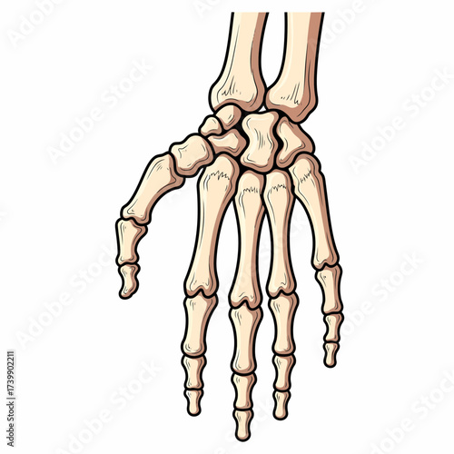 Anatomical Illustration of a Human Hand Skeleton with Detailed Bone Structure.