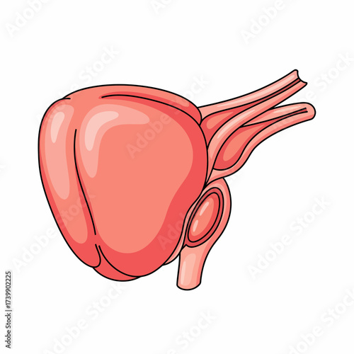 Anatomical Illustration of the Human Bladder with Ureters and Urethra.