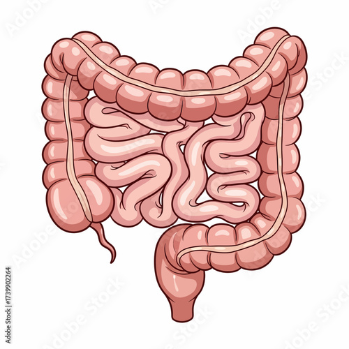 Anatomical Illustration of the Human Colon with Detailed Lobules and Appendices.