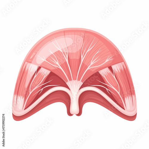 Anatomical Illustration of the Human Diaphragm Muscle with Tendons and Muscle Fibers.