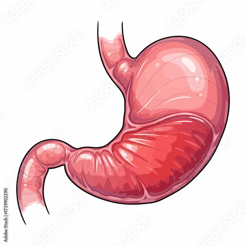 Anatomical Illustration of a Human Stomach with Detailed Internal Structures.