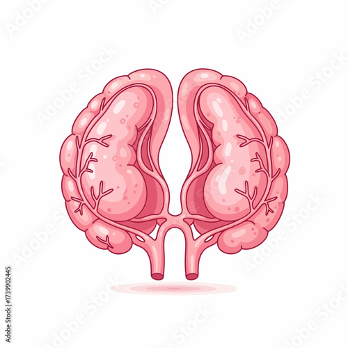 Cartoon Illustration of Paired Pink Kidneys with Veins and Ureters.