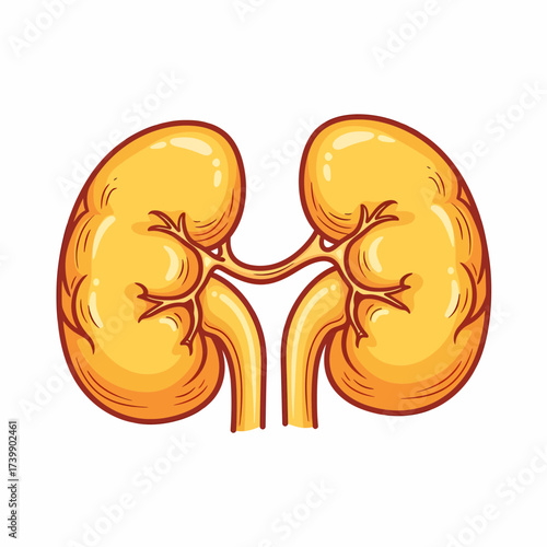 Cartoon Illustration of Paired Human Kidneys with Detailed Anatomical Structure.