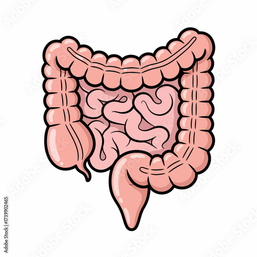 Cartoon Illustration of the Human Colon and Intestines with Black Outline.