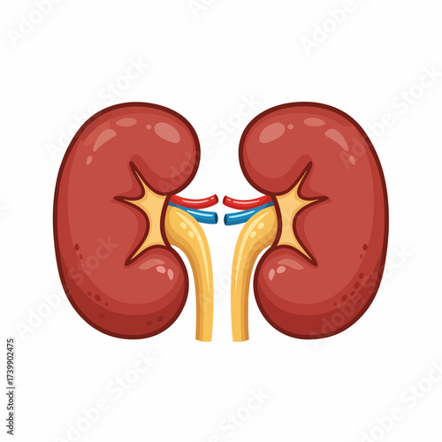 Cartoon Kidneys with Ureters and Blood Vessels in Detailed Illustration.