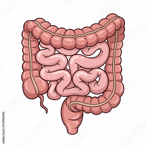 Cartoon Illustration of the Human Intestine with Detailed Anatomical Features.