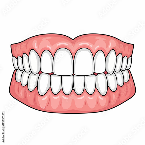Cartoonish Human Dentition Upper and Lower Teeth with Pink Gums.
