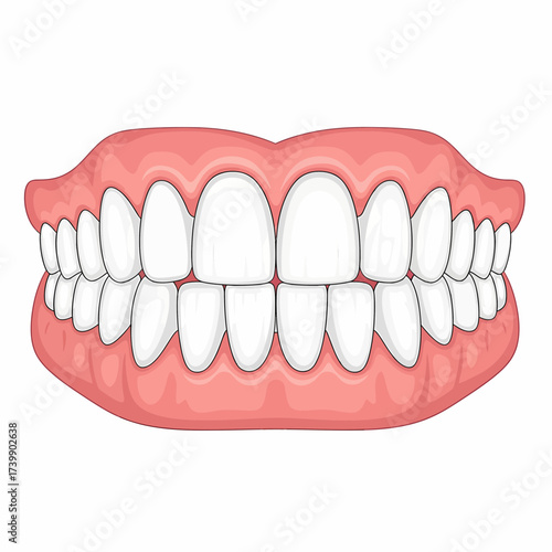 Cartoonish Full Set of Teeth with Pink Gums and White Enamel.