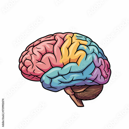 Colorful Human Brain Illustration with Distinct Lobes and Detailed Anatomy.