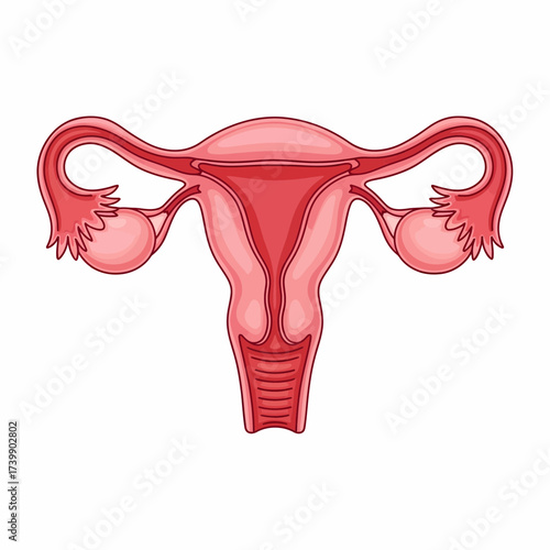 Detailed Illustration of the Female Reproductive System Anatomy with Fallopian Tubes.