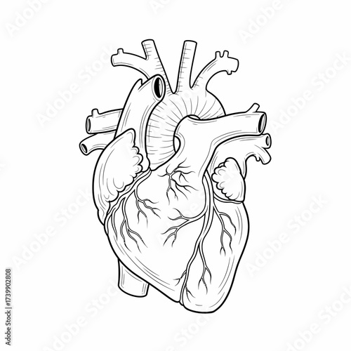 Detailed Line Art Illustration of a Human Heart with Arteries and Veins.
