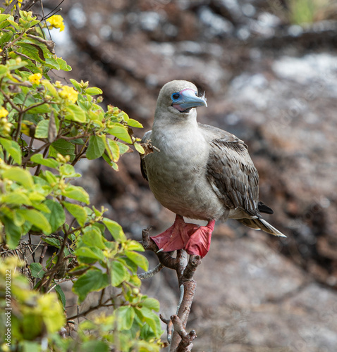 Red-footed Booby sitting on a Rock on the island of Genovesa