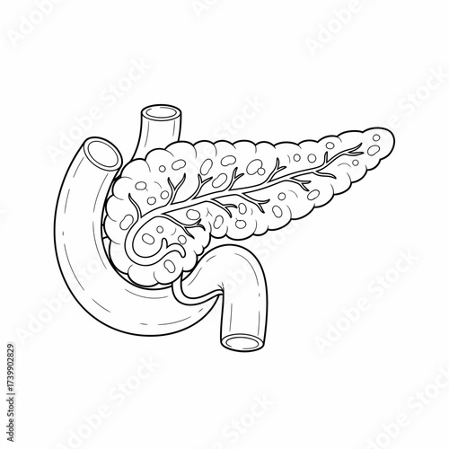 Detailed Line Art Illustration of the Human Pancreas and Duodenum.