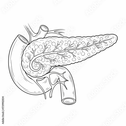 Detailed Line Art Illustration of the Pancreas and Duodenum Anatomy.