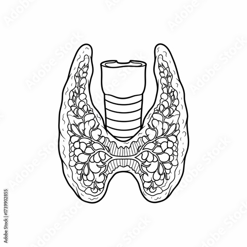 Detailed Line Art of Thyroid Gland and Trachea Anatomy Illustration.