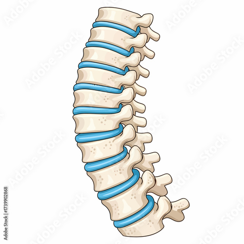 Detailed Spine Illustration with Intervertebral Discs and Bone Structure.