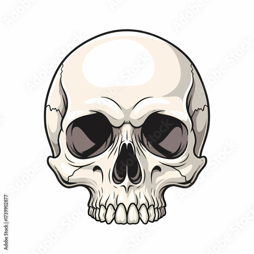 Frontal Cartoon Skull with Deep Eye Sockets and Detailed Bone Structure.
