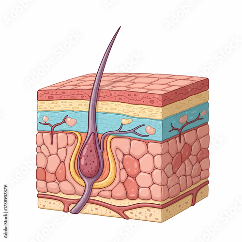 Detailed Skin CrossSection Illustration with Hair Follicle and Blood Vessels.