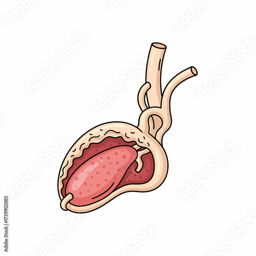 Stylized Anatomical Heart Illustration with Vessels and Internal Structure.