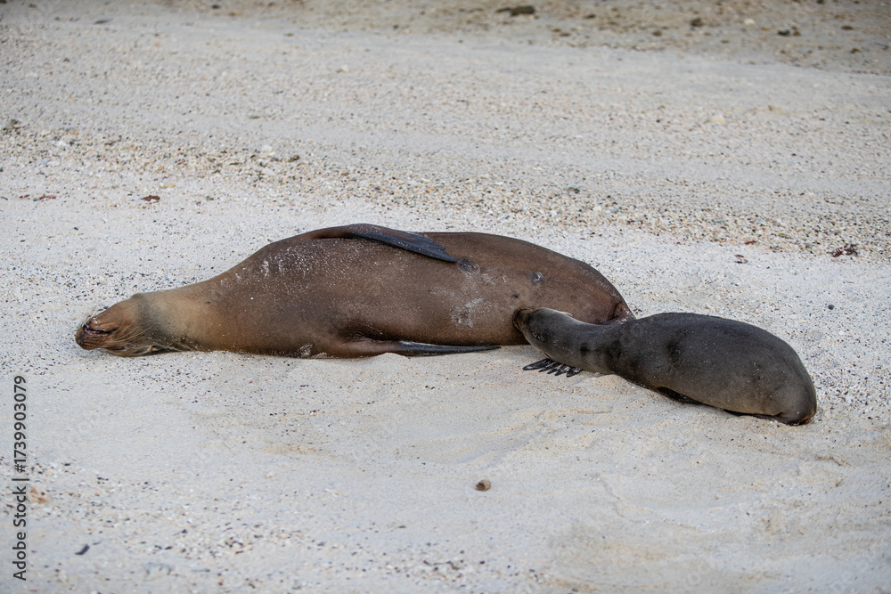 Fototapeta premium Sea Lion Nursing Its Pup
