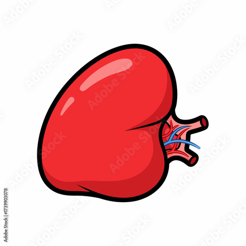 Stylized Red Kidney Illustration with Blue Veins and Black Outline.