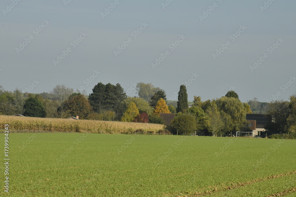 Fototapeta premium Les arbres d'un bois en automne à Hellebecq (Silly) 