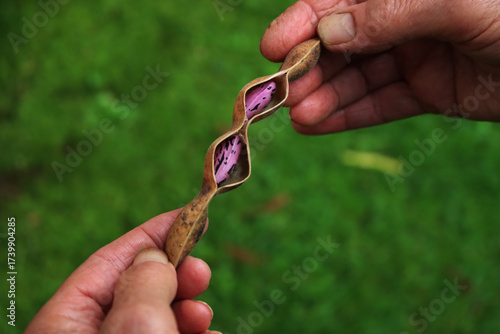 Schilderij op canvas Purple beans of Scarlet Runner bean in farmer’s hands