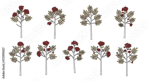 Set of stylized rowan tree illustrations with red berries and autumn leaves.