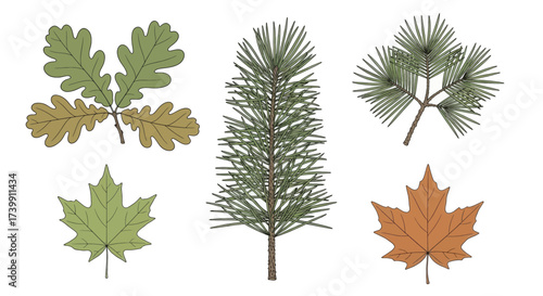 Hand drawn collection of oak pine and maple leaves and branches isolated on white.
