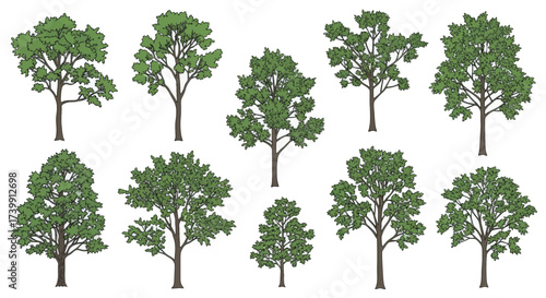 Set of ten handdrawn style deciduous trees isolated on white.