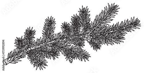 Black outline drawing of a detailed fir tree branch with dense needles and small cones exemplifying botanical precision.