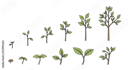 Illustration of plant growth stages from seed to tree.