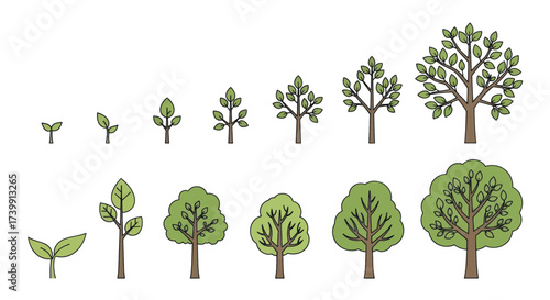 Tree growth stages from sprout to mature tree illustration set.