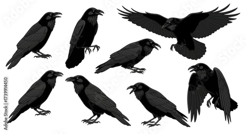 Set of black ravens in different poses vector illustration.