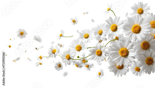 White daisies with scattered petals on a black background