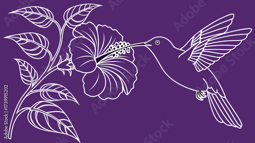 Minimalist one-line drawing of hummingbird sipping nectar from hibiscus blooms, outline vector design on purple background.