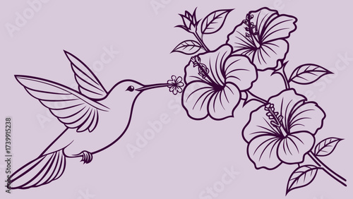 Minimalist one-line drawing of hummingbird sipping nectar from hibiscus blooms, outline vector design on purple background.