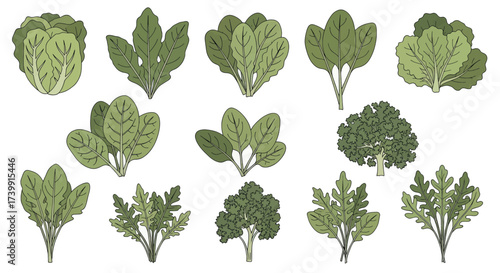 Set of various leafy green vegetables and salad leaves.