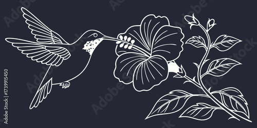 Minimalist one-line drawing of hummingbird sipping nectar from hibiscus blooms, outline vector design on dark background.