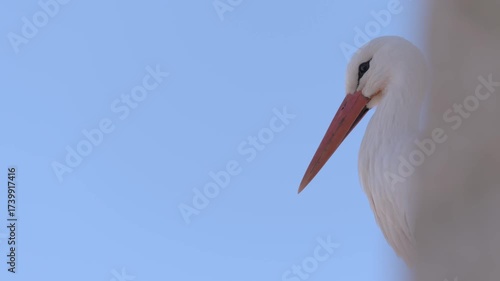 Stork nesting on a Historic Monument in Alcalá de Henares, Spain