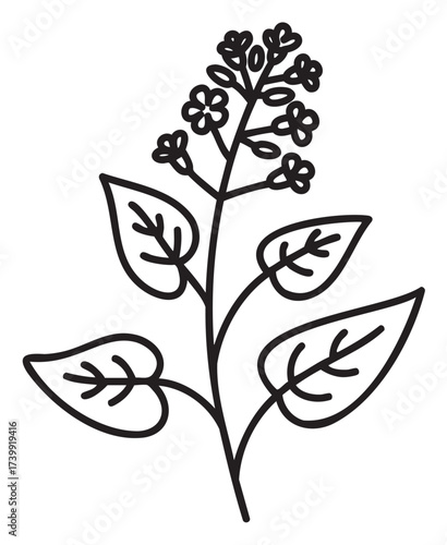 Black outline drawing of a botanical branch with small flowers and three broad leaves. minimalistic floral design for nature and botany concepts.