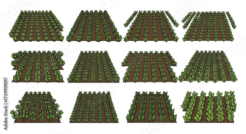 Set of twelve illustrated agricultural crop fields with various plants growing in rows.