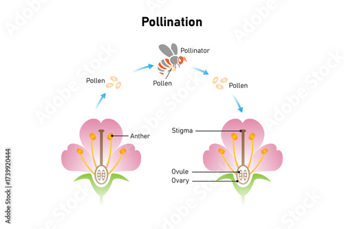 Pollination Process Science Design. Vector Illustration.