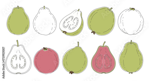 Set of handdrawn guava fruit illustrations isolated on white background.